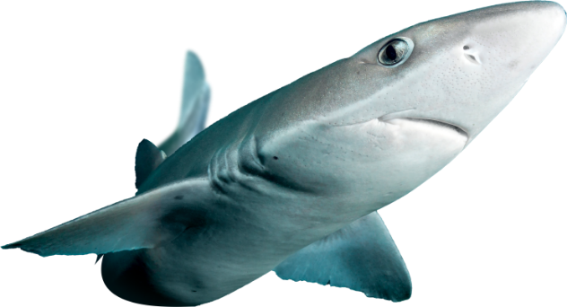Requin