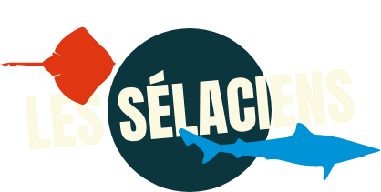 Espèce Selaciens, Requins, Raies