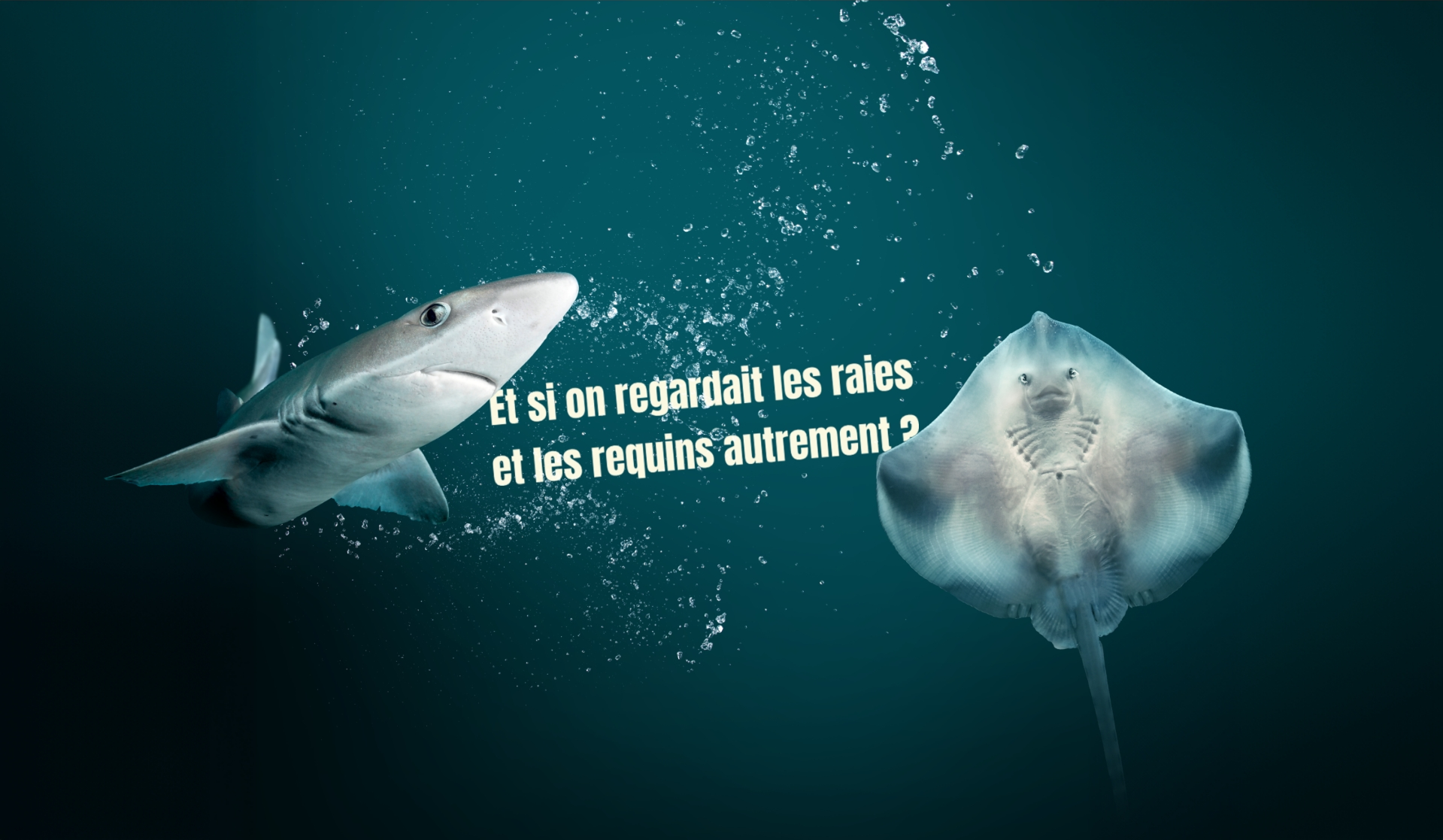 Et si on regardait les raies et les requins autrement ?