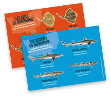 Cartes postales<br />à collectionner