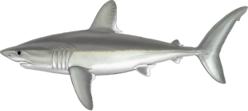 Requin taupe